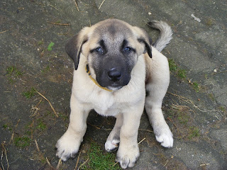Kangal Puppy Picture