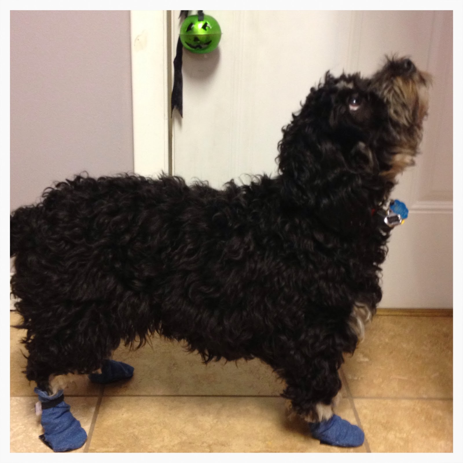 Becky Emerick Homemade Dog Booties Pinterest Fail