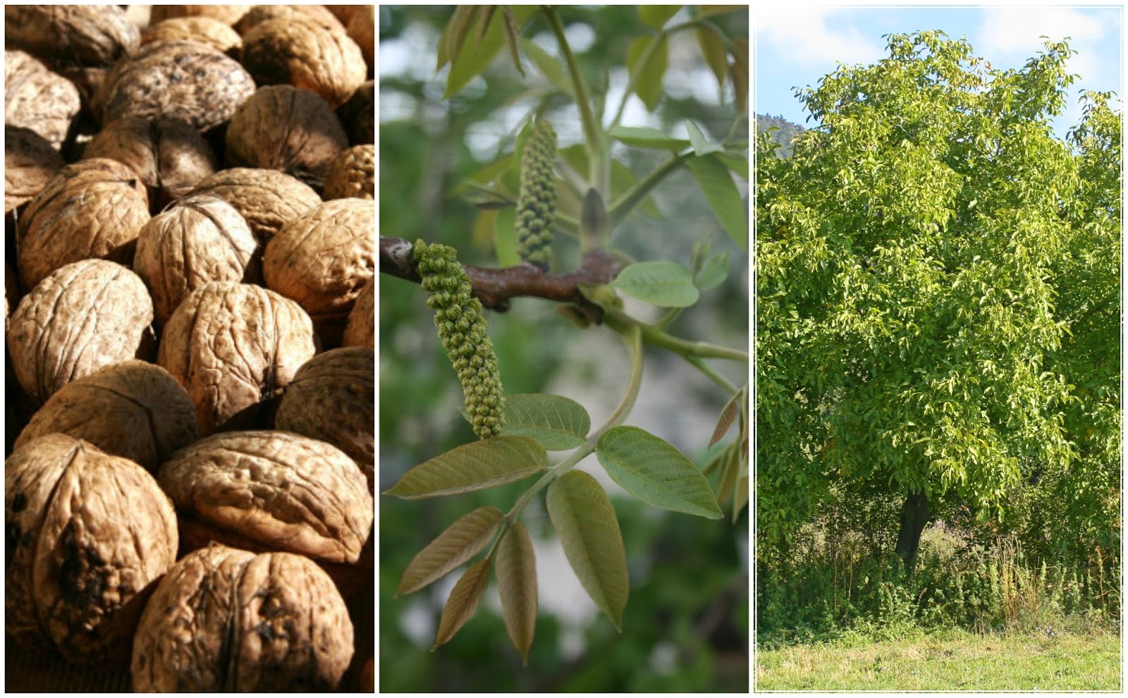 What Plants Will Grow Under A Walnut Tree at Frank Irizarry blog