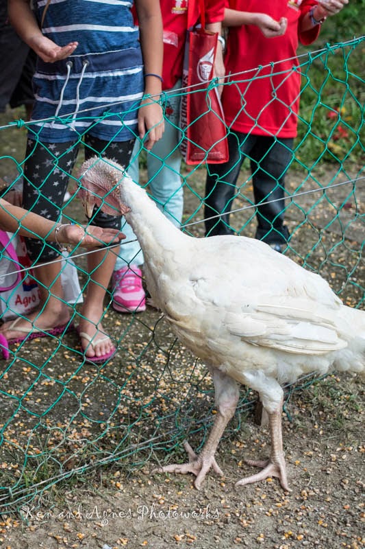 Feeding Turkeys at UK Farm