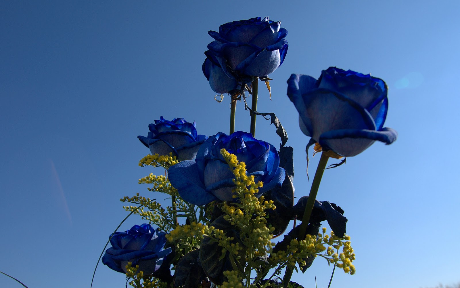 Blue Rose Flowers Flower HD Wallpapers, Images, PIctures, Tattoos and