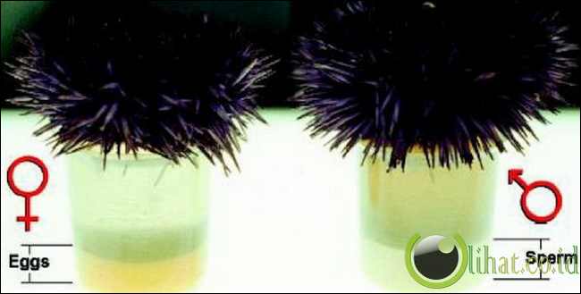 Bulu Babi dari Amerika Bulu Babi dari Amerika