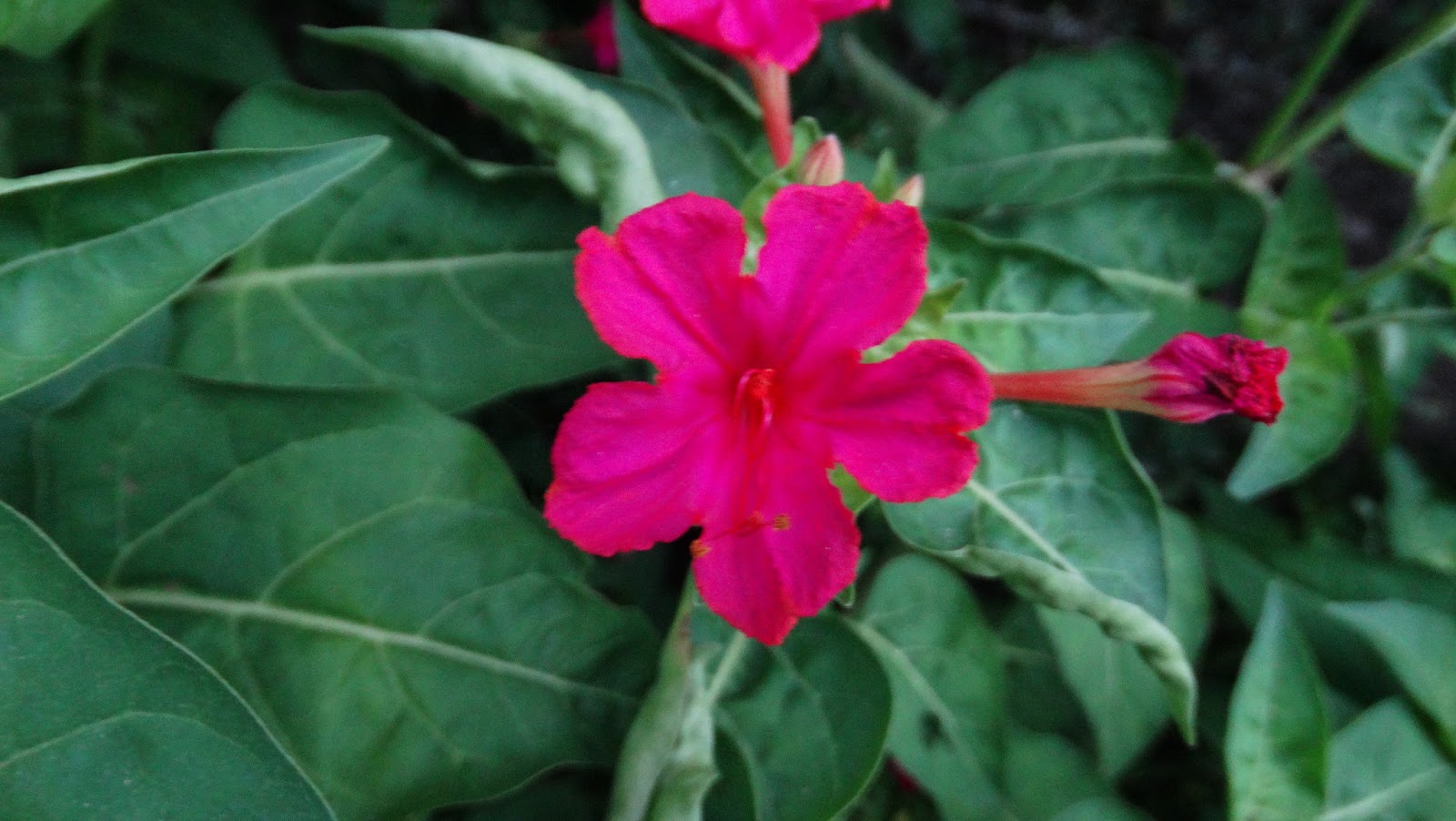 Life,films and nostalgia Mirabilis jalapa (The four o'clock flower or