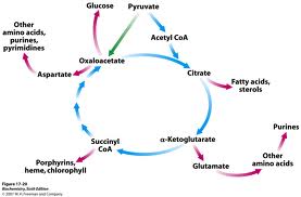 Is glycogen to glucose an anabolic reaction
