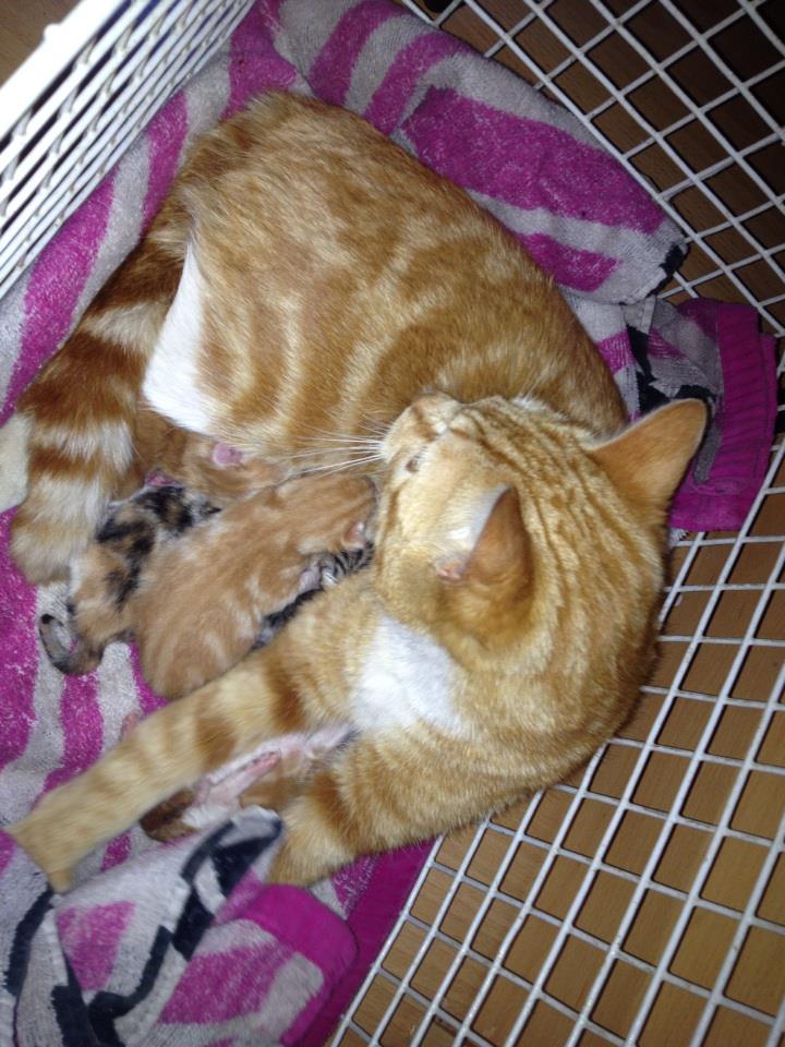 Free Cat Neutering Manchester Free Cat Neutering Manchester