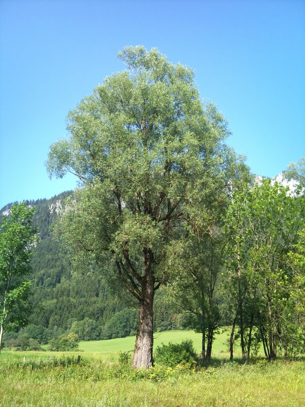 Árboles con alma Sauce blanco. Salze blanc. (Salix alba)