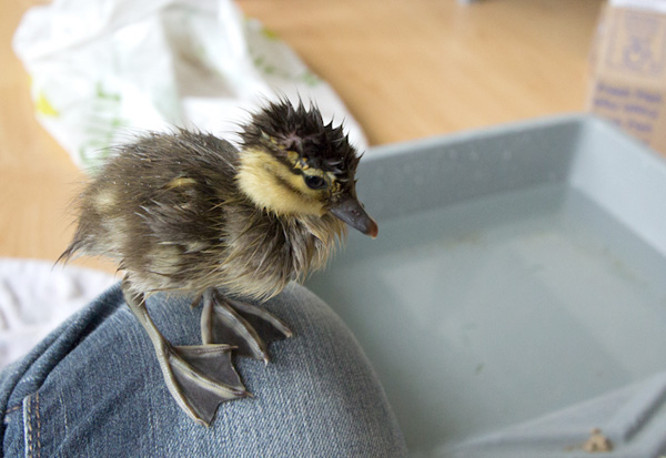 Cute baby mandarin duck swimming, cute baby duck, baby duck pictures