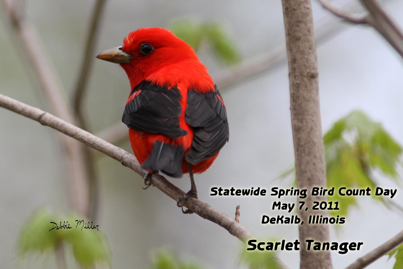 Natureally Beautiful Photography Moments Illinois Spring Bird Count