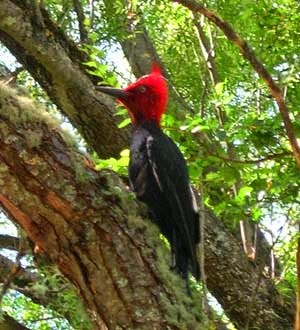 PARQUE NACIONAL LOS ALERCES