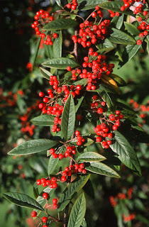 Future Plants By Randy Stewart Photinia