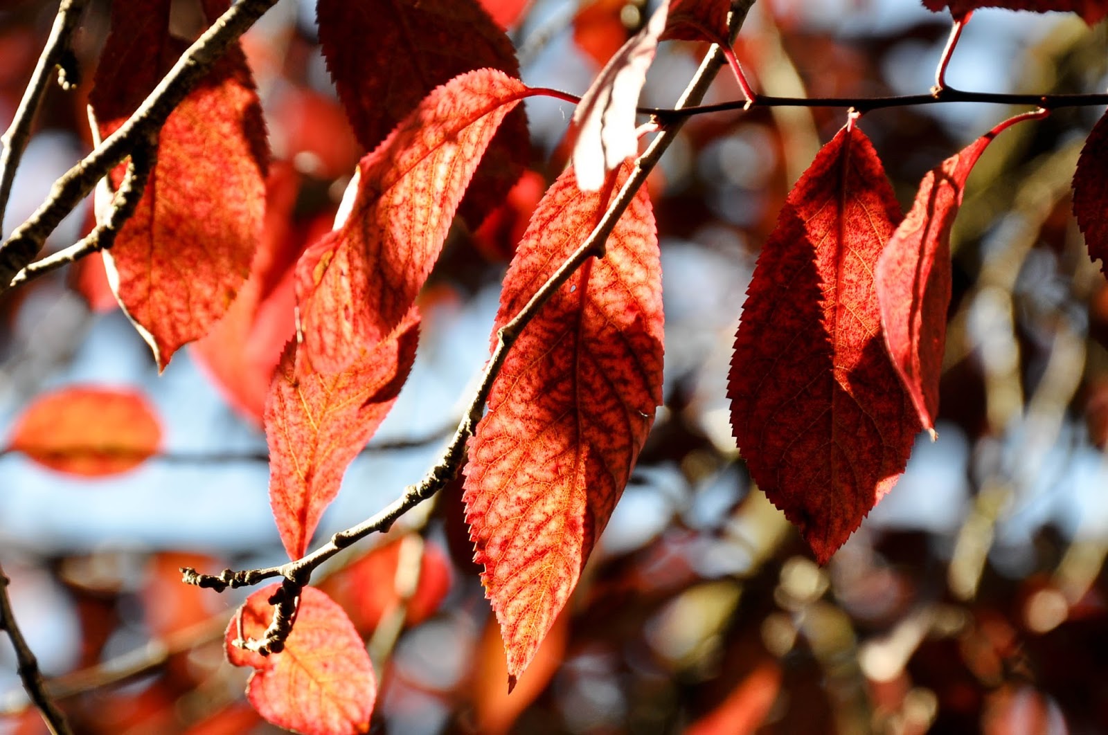 Red leaves, Feltre, Veneto, Italy