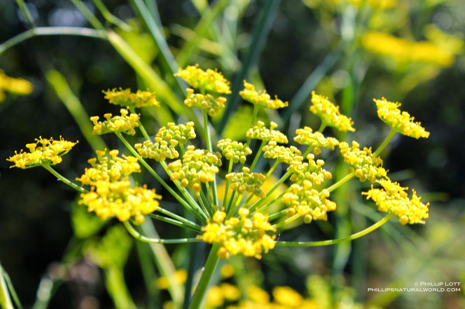 California Fennel and Florida Horsemint Phillip's Natural World