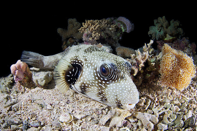 كائنات بحرية من الاعماق  .. Breathtaking+Undersea+023