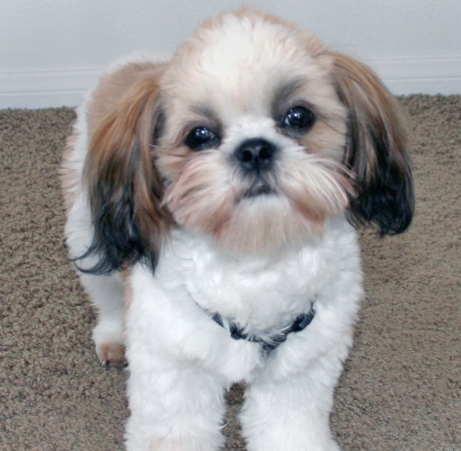 Shih Tzu Dog Breeders Profiles and Pictures | Dog Breeders Profiles 