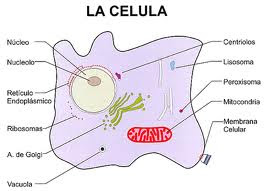 Partes de una célula