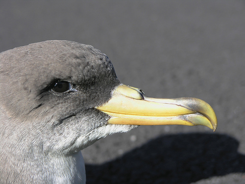 Nova Casa Portuguesa: Desvendados os segredos dos cagarros