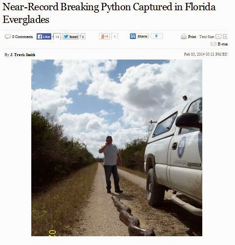 http://www.natureworldnews.com/articles/5897/20140205/near-record-breaking-python-captured-florida-everglades-burmese-miami.htm