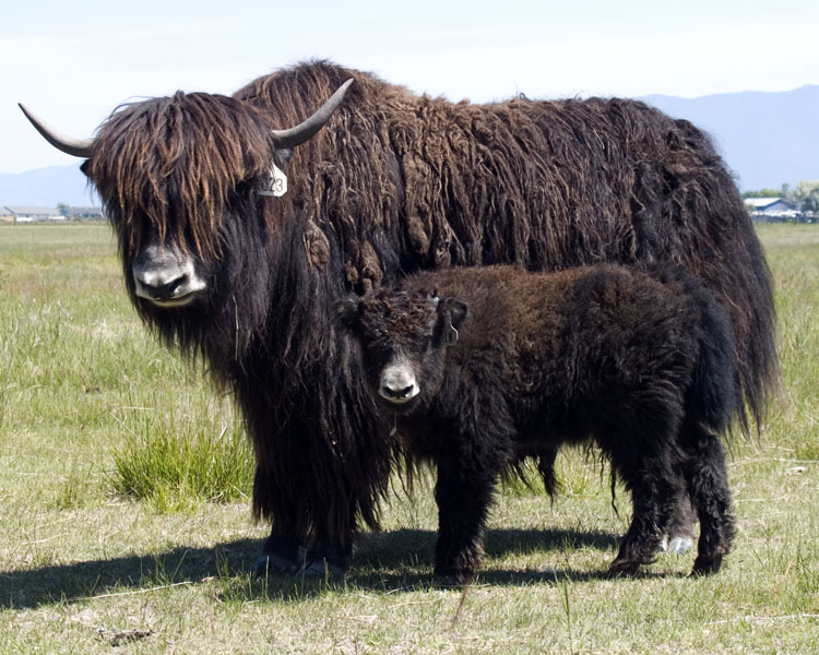 Yak Wild Life World Yak Wild Life World