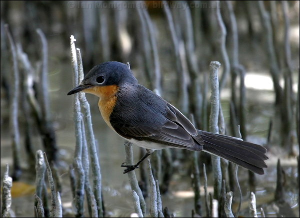 Broadbilled Flycatcher (Myiagra ruficollis) Australia Ryan Maigan Birds