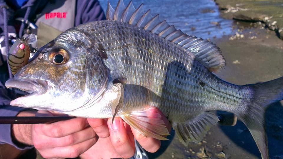 Anglers Edge Australia Sydney Harbour Bream Session