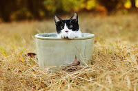 Alex Cat in the Pot 4 Cat in the Pot 4