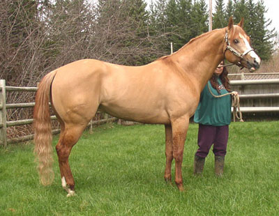 Claybank Horse