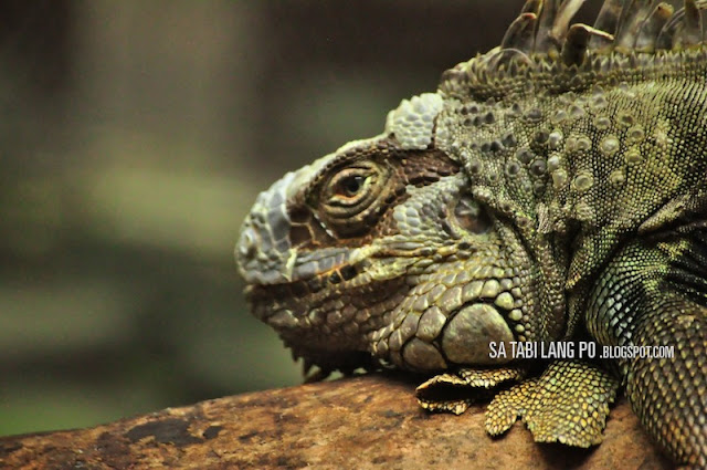 iguana reptile portrait manila zoo closeup
