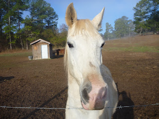How+to+shift+gears+on+a+road+bike