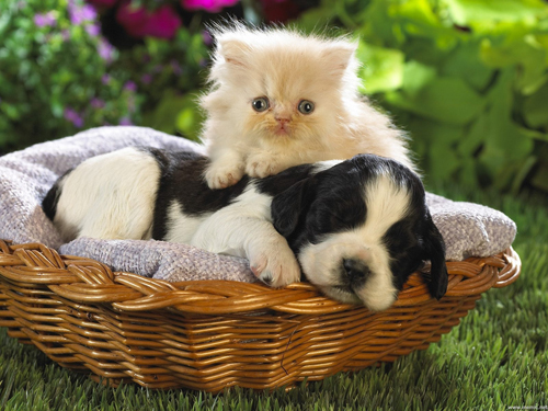 Non Abbandonate Gli Animali Come Far Convivere Cane E Gatto