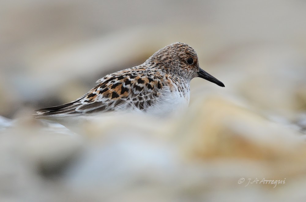 Correlimos tridactilo, Calidris alba, Sanderling Correlimos tridactilo, Calidris alba, Sanderling