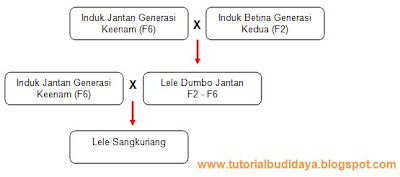 hasil Perpaduan silang lele sangkuriang