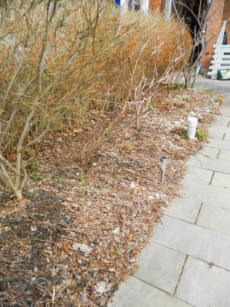 Paul Jung Gardening Services Roxborough West spring cleanup before Paul Jung Gardening Services Roxborough West spring cleanup before