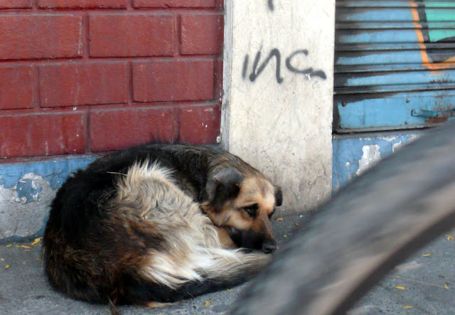 street dogs of santiago de chile