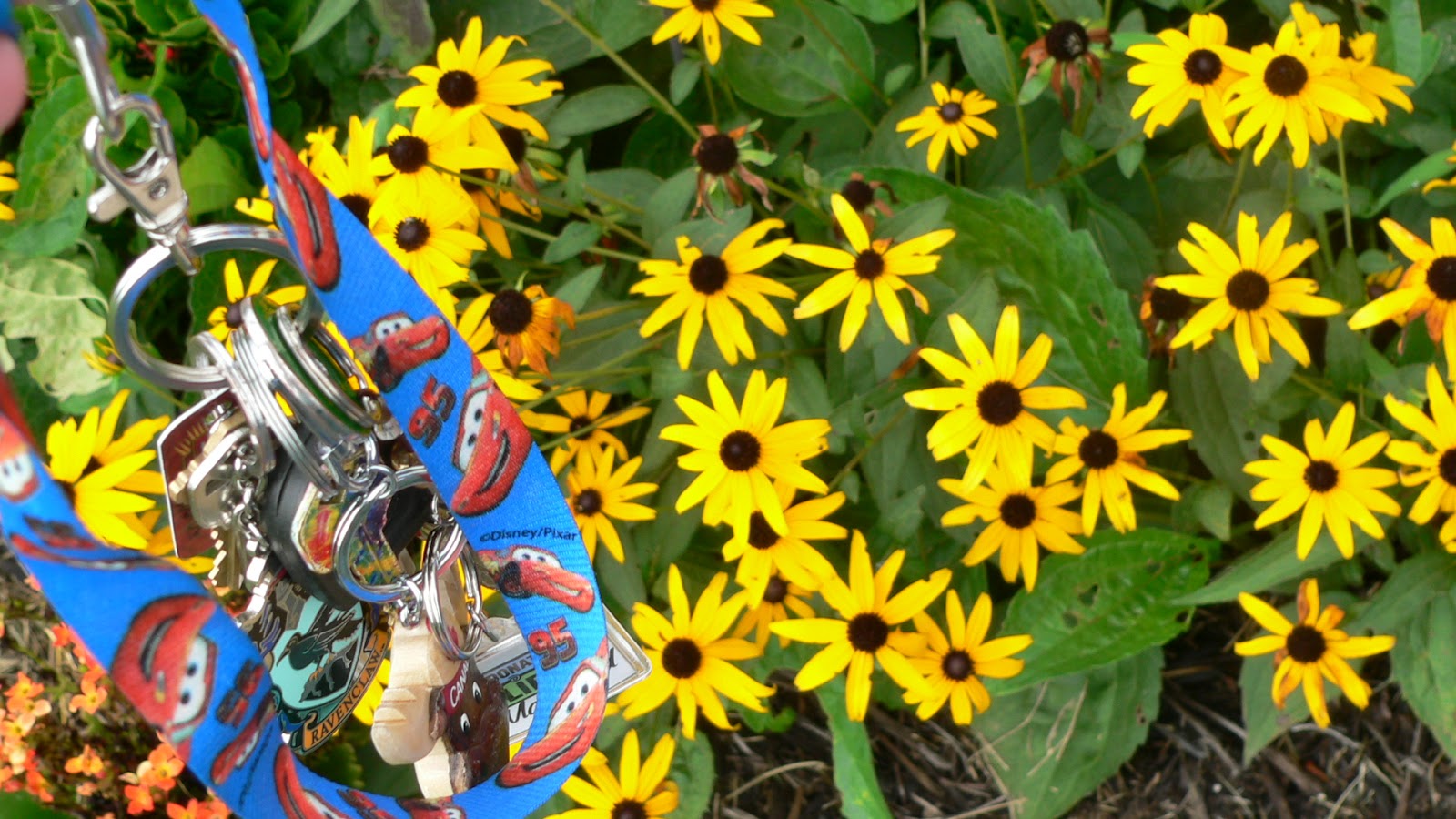 AP Biology Summer ASsignment Radial Symmetry