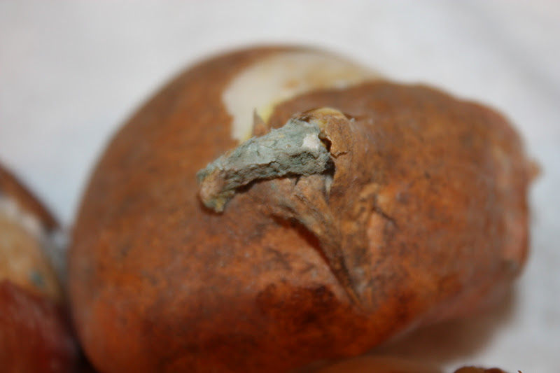 All the Dirt on Gardening Moldy Tulip Bulbs