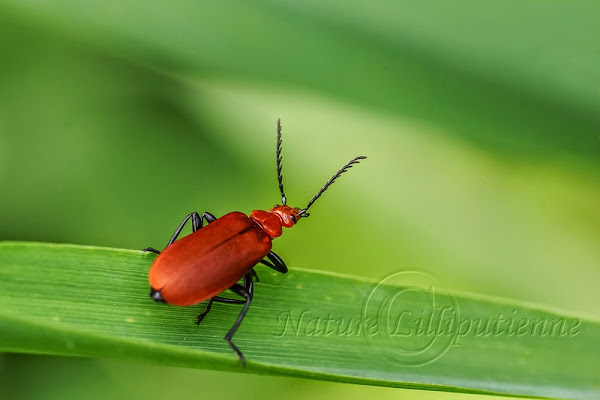 Pyrochroa serraticornis