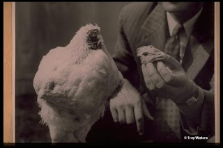 Ayam Ini 18 Bulan Hidup Tanpa Kepala [ www.BlogApaAja.com ]