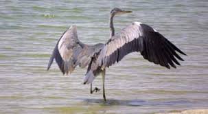 نتيجة بحث الصور عن طيور اهوار العراق