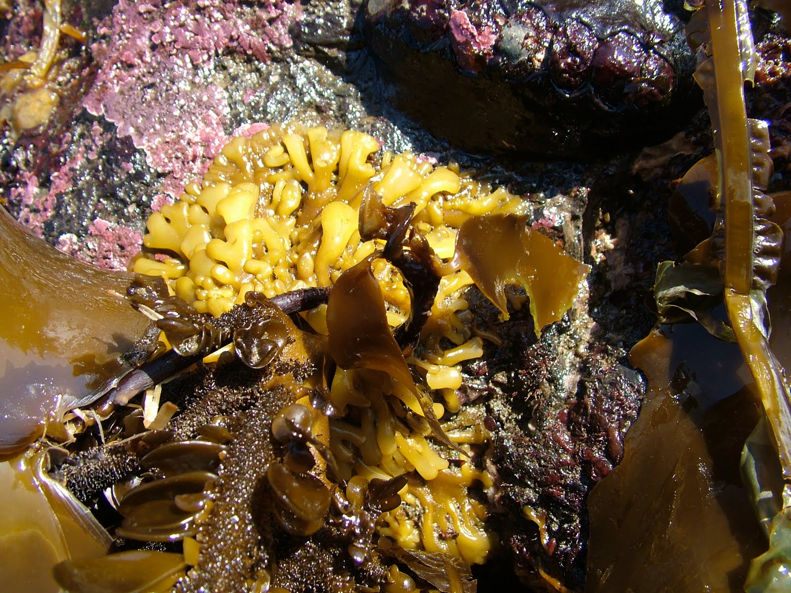 Buzz's Marine Life of Puget Sound AlgaeSeaweedSea Grass