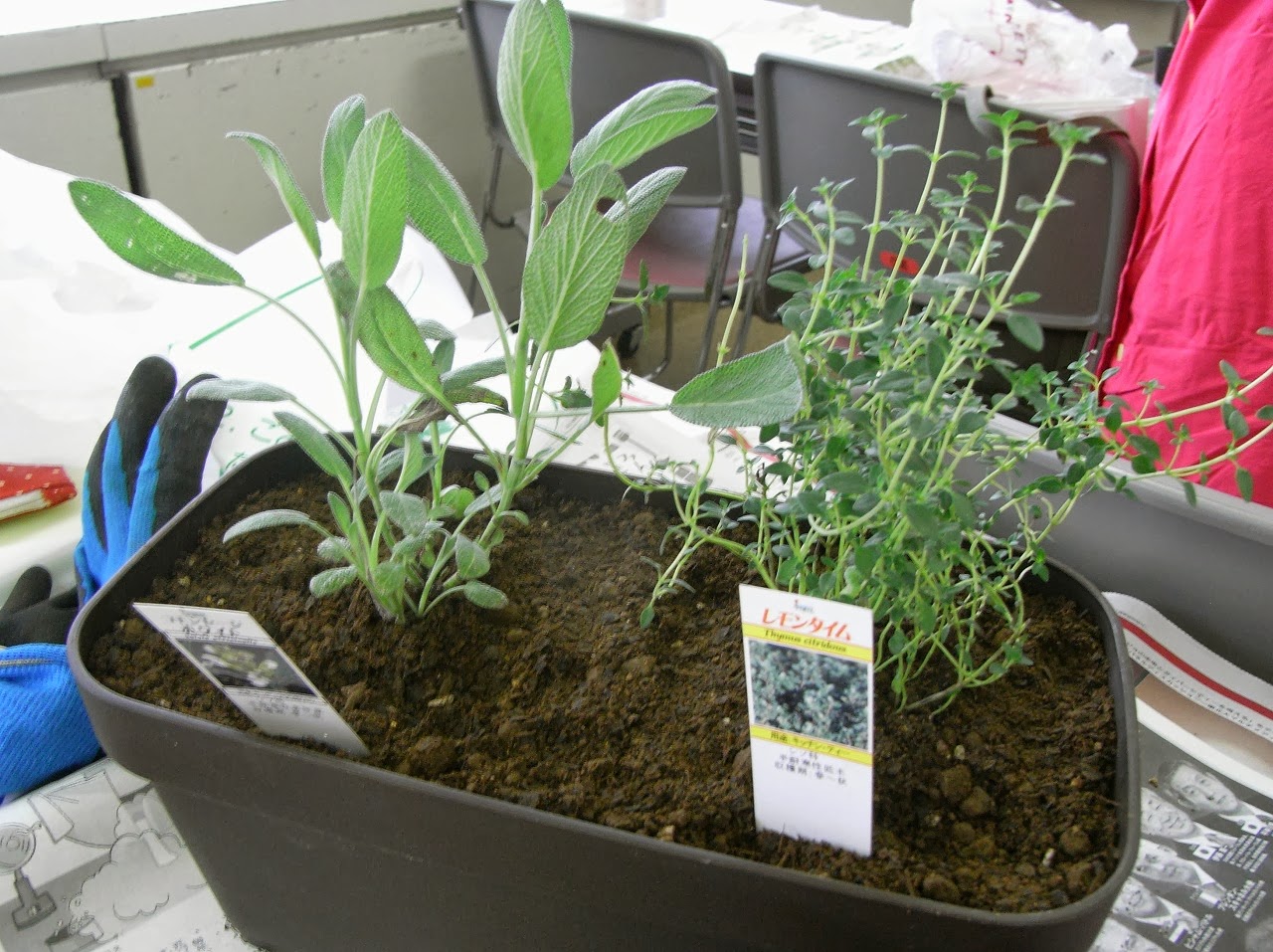 ハーブ ポプリ 秋植えハーブ