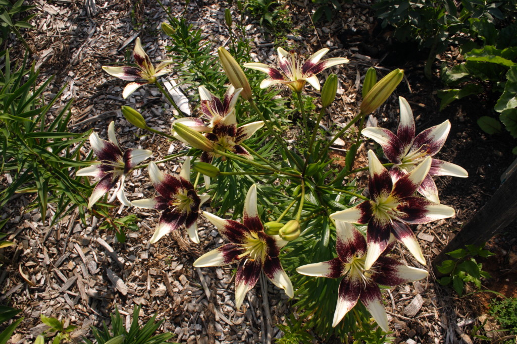 My Virtual Maryland Garden Lilium Pride'