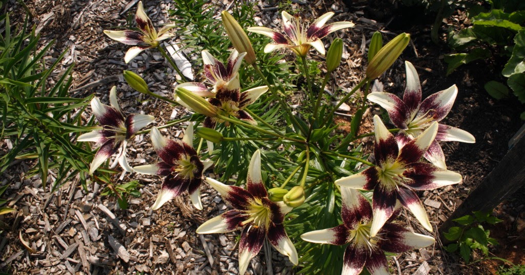 My Virtual Maryland Garden Lilium Pride'