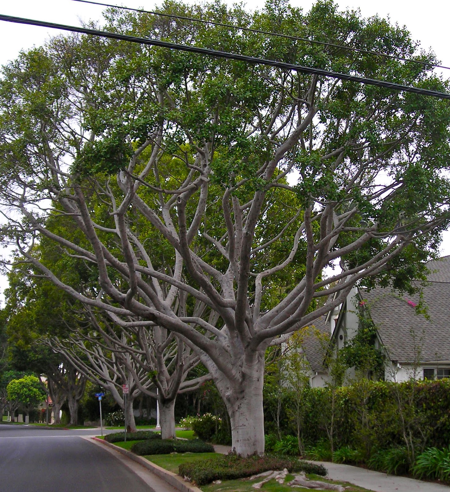 Fine Lines Tints, Shades and "Lollipop Trees"
