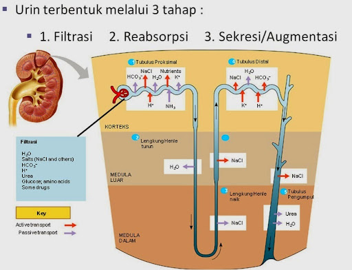 Proses Urin – Filtrasi, Reabsorpsi, Sekresi/Augmentasi