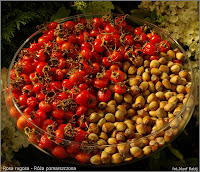 Rosa rugosa fruits - Róża pomarszczona owoce