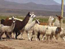 Lamas in Uyuni Desert, Bolivia