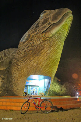 Foto Kura-Kura Ocean Park Jepara