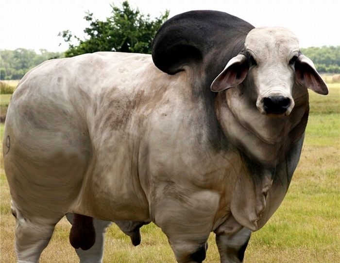 Funny fat cows wallpaper |Funny Animal