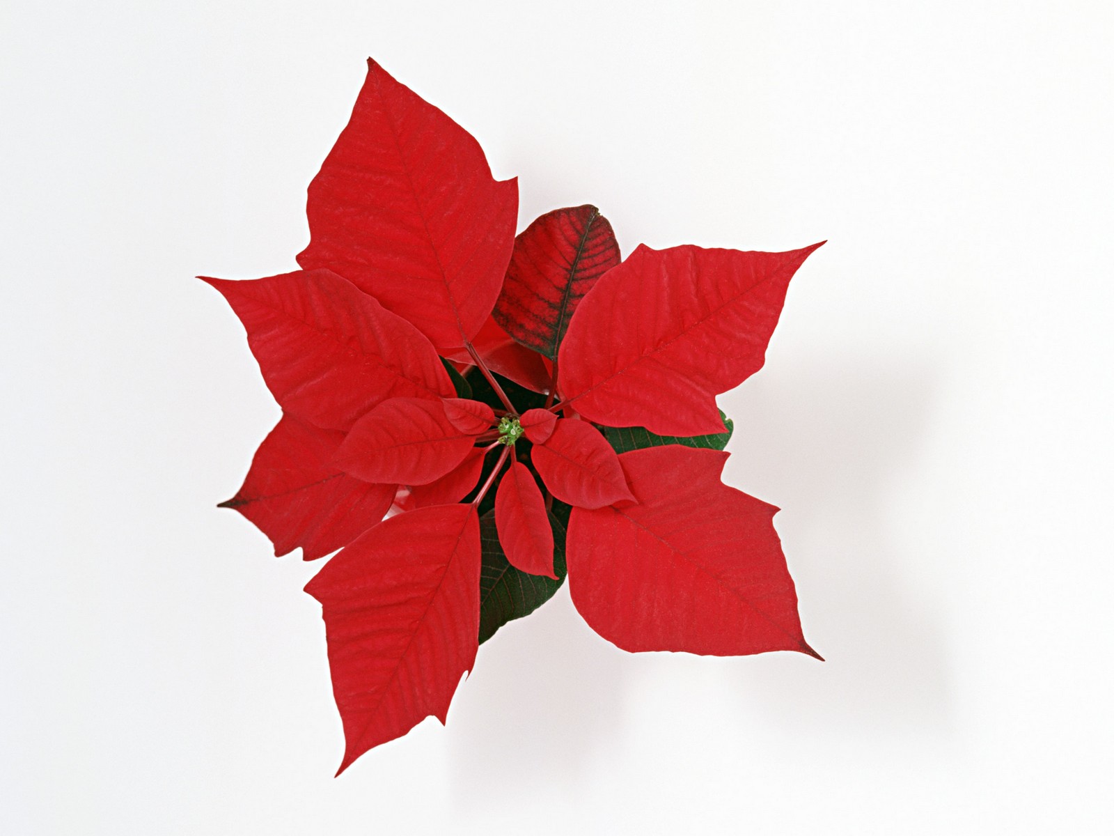 Christmas Flowers Christmas Flowers
