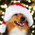 A Dog's Christmas Idea